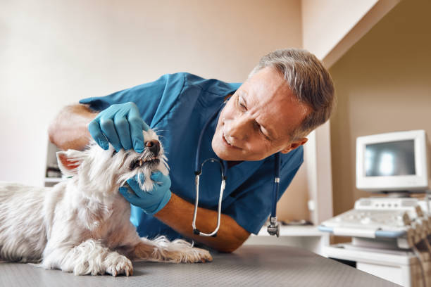 Best Dentist for Tooth Abscess  in Grove City, FL